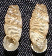 Tabella della Famiglia Clausilidae